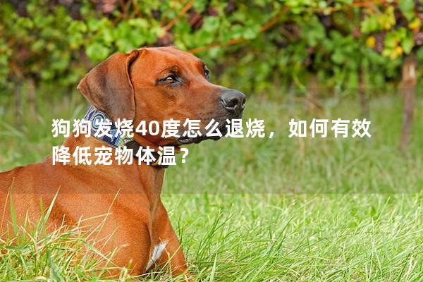 狗狗發燒40度怎么退燒，如何有效降低寵物體溫？