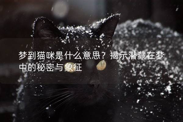 夢到貓咪是什么意思？揭示潛藏在夢中的秘密與象征
