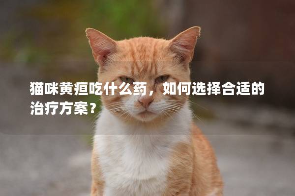 貓咪黃疸吃什么藥,如何選擇合適的治療方案?