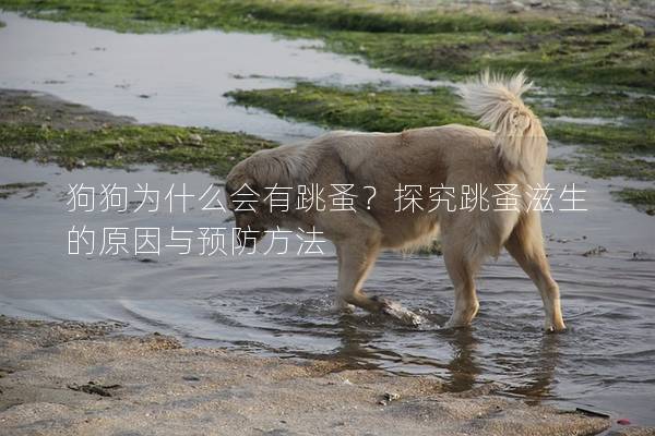 狗狗為什么會有跳蚤？探究跳蚤滋生的原因與預防方法