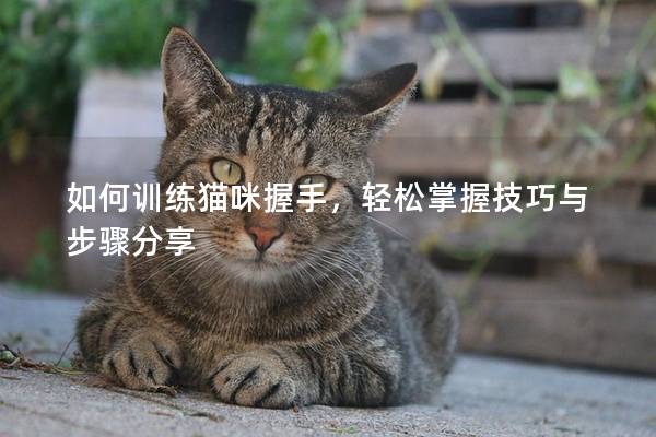 如何訓練貓咪握手，輕松掌握技巧與步驟分享