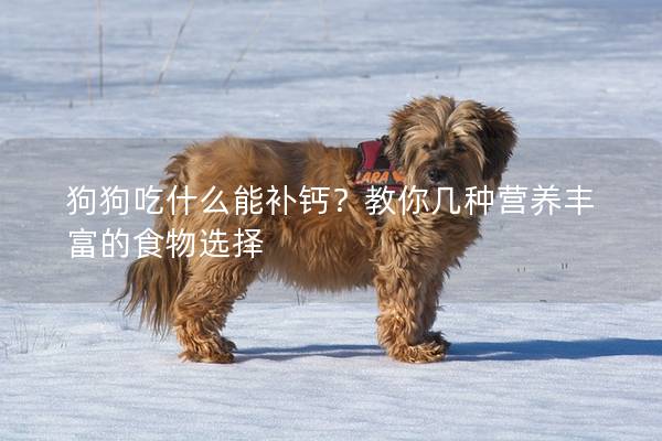狗狗吃什么能補鈣？教你幾種營養(yǎng)豐富的食物選擇