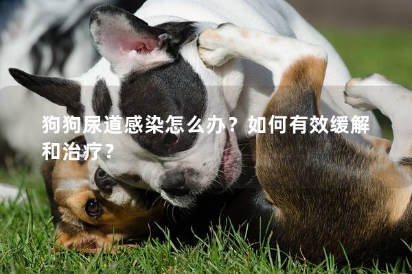 狗狗尿道感染怎么辦？如何有效緩解和治療？
