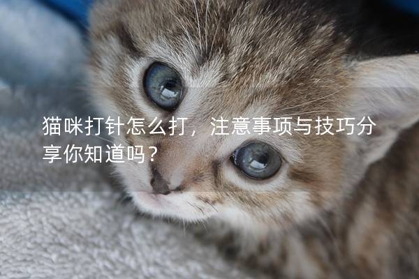 貓咪打針怎么打，注意事項(xiàng)與技巧分享你知道嗎？