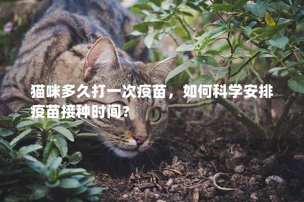 貓咪多久打一次疫苗，如何科學(xué)安排疫苗接種時(shí)間？