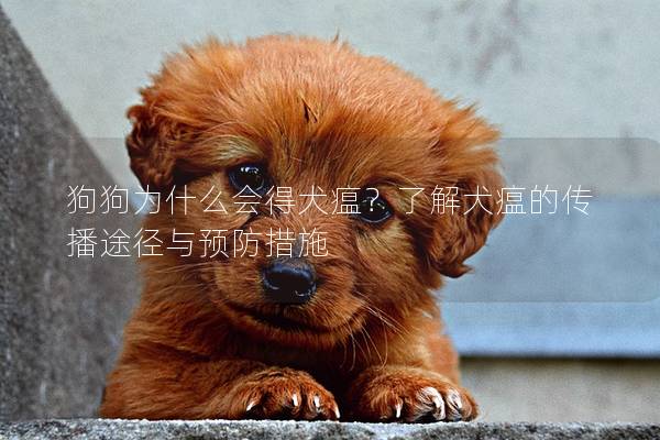狗狗為什么會得犬瘟？了解犬瘟的傳播途徑與預防措施