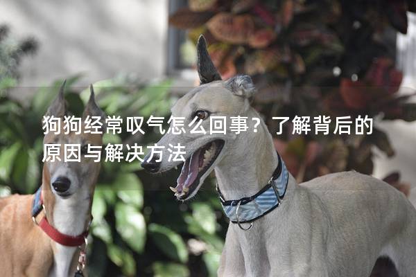 狗狗經常嘆氣怎么回事？了解背后的原因與解決方法