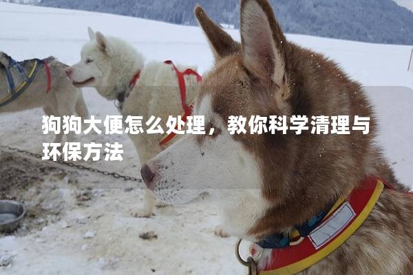 狗狗大便怎么處理,教你科學清理與環保方法 狗狗大便怎么處理,教你科學清理與環保方法
