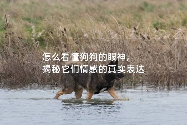 怎么看懂狗狗的眼神, 揭秘它們情感的真實表達