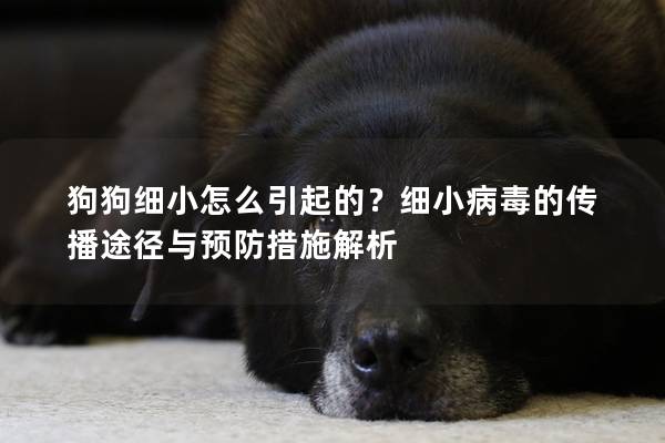 狗狗細小怎么引起的？細小病毒的傳播途徑與預防措施解析