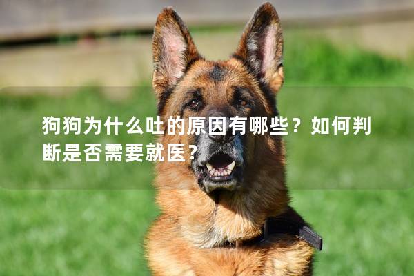 狗狗為什么吐的原因有哪些？如何判斷是否需要就醫(yī)？