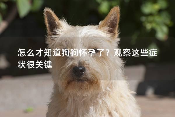 怎么才知道狗狗懷孕了？觀察這些癥狀很關鍵