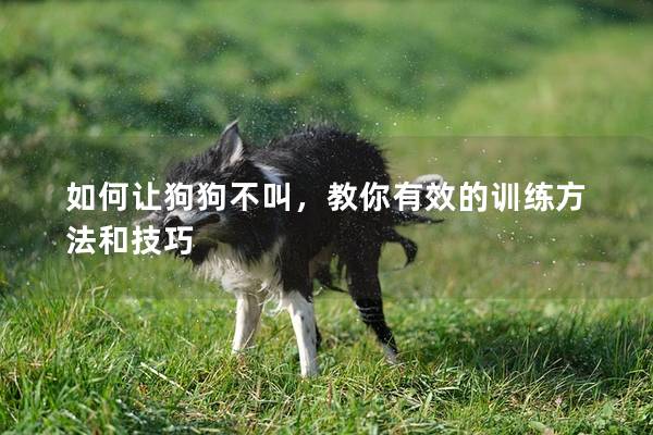 如何讓狗狗不叫，教你有效的訓練方法和技巧