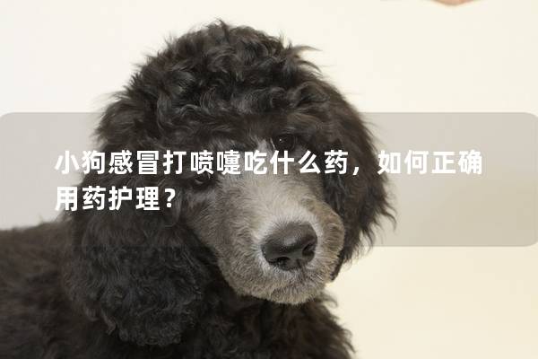 小狗感冒打噴嚏吃什么藥,如何正確用藥護理? 小狗感冒打噴嚏吃什么藥,如何正確用藥護理?