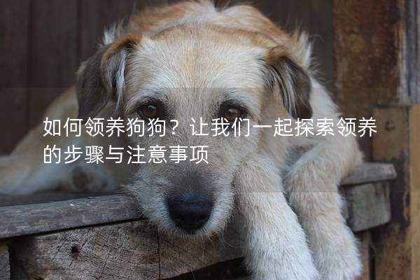 如何領養狗狗？讓我們一起探索領養的步驟與注意事項