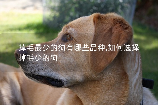 掉毛最少的狗有哪些品種,如何選擇掉毛少的狗 掉毛最少的狗有哪些品種,如何選擇掉毛少的狗