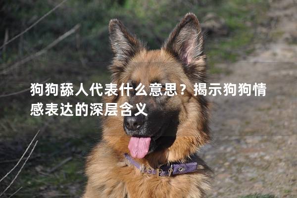 狗狗舔人代表什么意思？揭示狗狗情感表達的深層含義