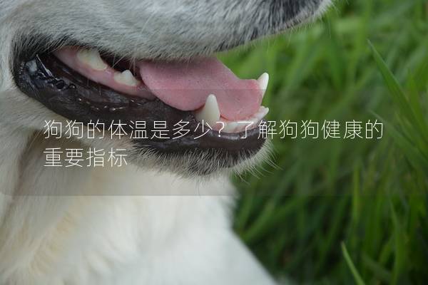 狗狗的體溫是多少？了解狗狗健康的重要指標