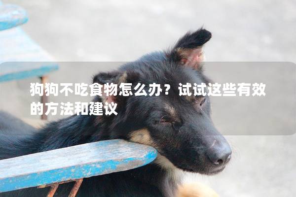 狗狗不吃食物怎么辦？試試這些有效的方法和建議