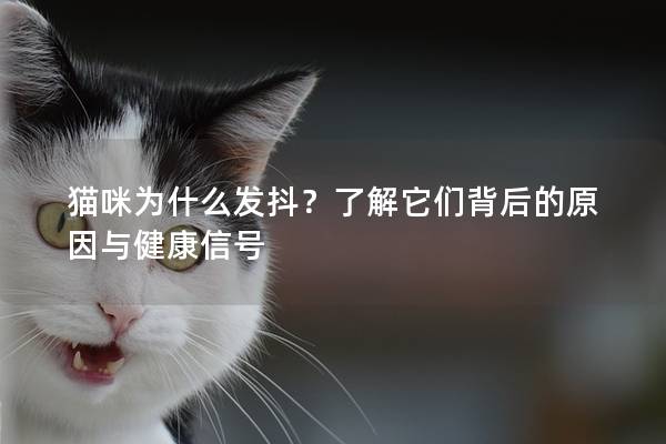 貓咪為什么發(fā)抖？了解它們背后的原因與健康信號