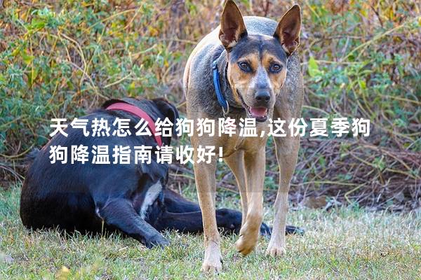 天氣熱怎么給狗狗降溫,這份夏季狗狗降溫指南請收好!