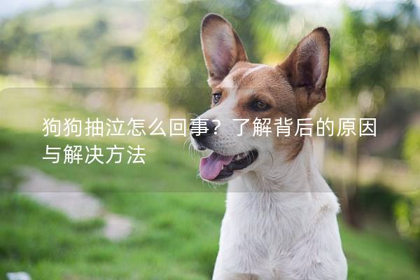 狗狗抽泣怎么回事？了解背后的原因與解決方法