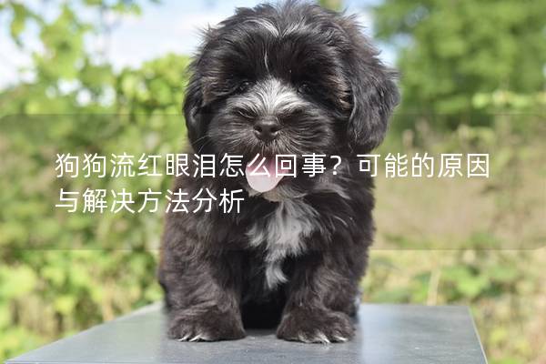 狗狗流紅眼淚怎么回事？可能的原因與解決方法分析