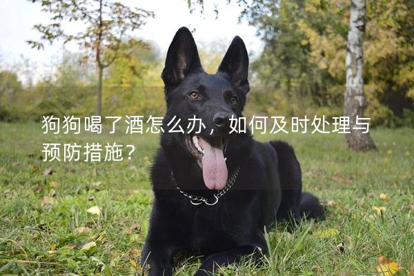 狗狗喝了酒怎么辦，如何及時處理與預防措施？