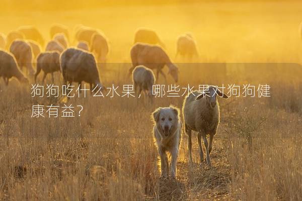 狗狗吃什么水果，哪些水果對狗狗健康有益？