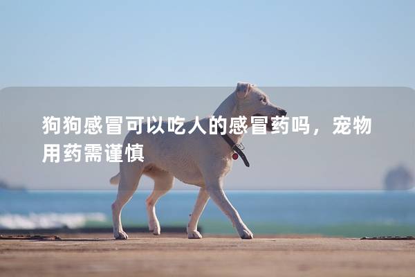 狗狗感冒可以吃人的感冒藥嗎，寵物用藥需謹慎
