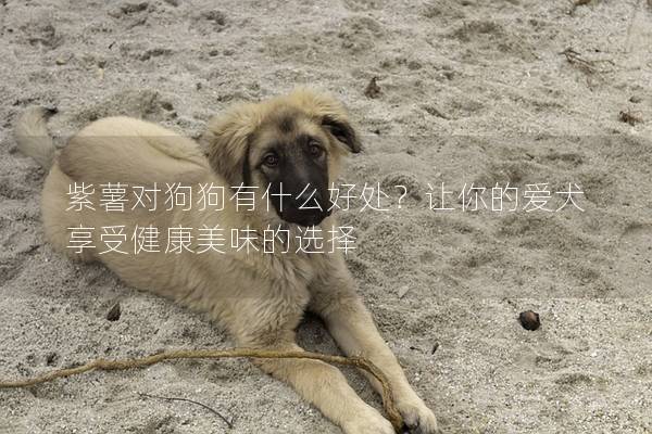 紫薯對狗狗有什么好處?讓你的愛犬享受健康美味的選擇 紫薯對狗狗有什么好處?讓你的愛犬享受健康美味的選擇