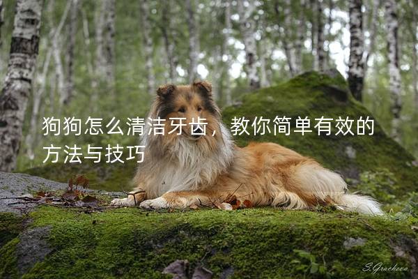 狗狗怎么清潔牙齒，教你簡單有效的方法與技巧