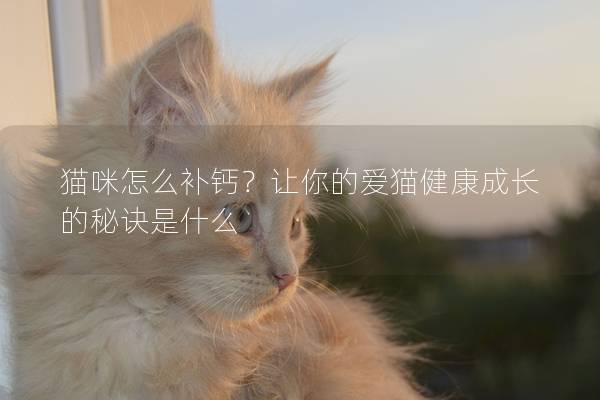 貓咪怎么補(bǔ)鈣？讓你的愛貓健康成長的秘訣是什么