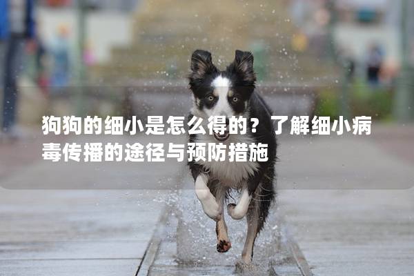 狗狗的細小是怎么得的？了解細小病毒傳播的途徑與預防措施