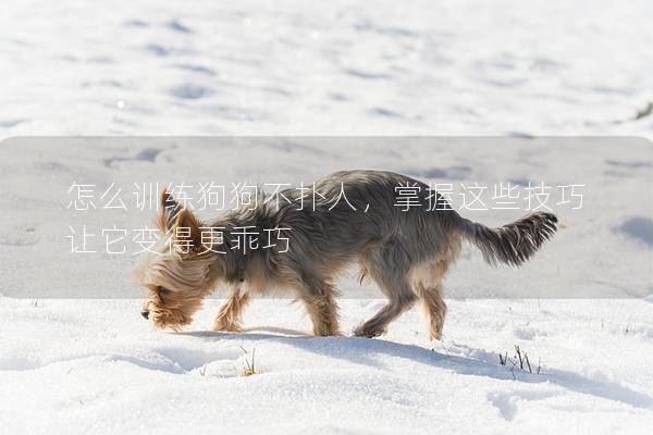 怎么訓練狗狗不撲人，掌握這些技巧讓它變得更乖巧