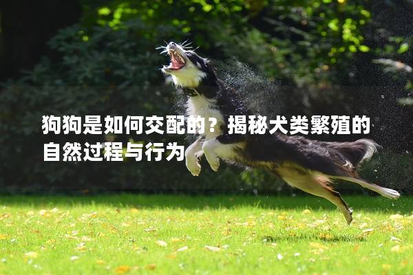狗狗是如何交配的？揭秘犬類繁殖的自然過程與行為