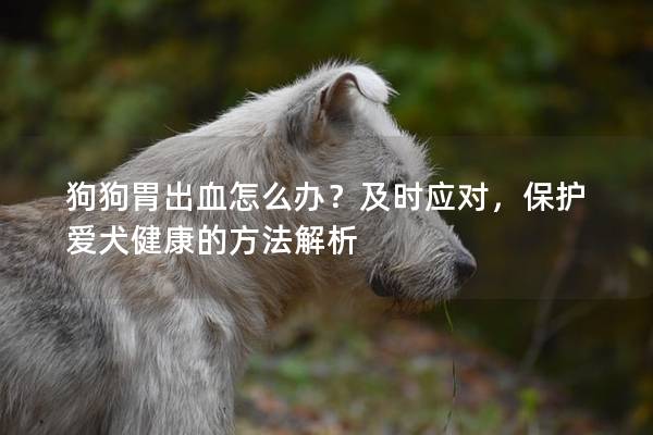 狗狗胃出血怎么辦？及時應對，保護愛犬健康的方法解析