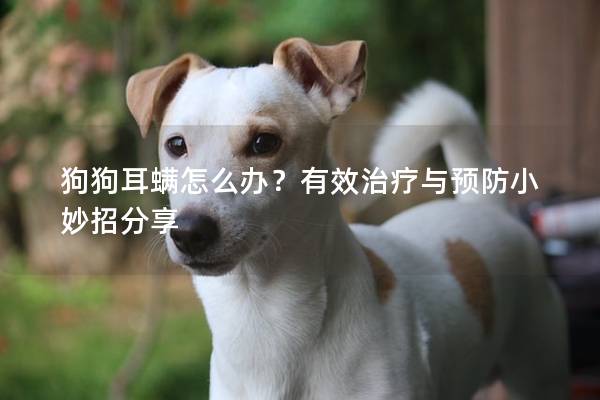 狗狗耳螨怎么辦？有效治療與預防小妙招分享