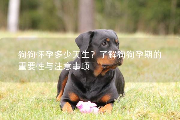 狗狗懷孕多少天生？了解狗狗孕期的重要性與注意事項(xiàng)