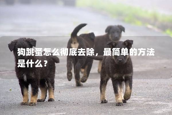 狗跳蚤怎么徹底去除,最簡單的方法是什么? 狗跳蚤怎么徹底去除,最簡單的方法是什么?