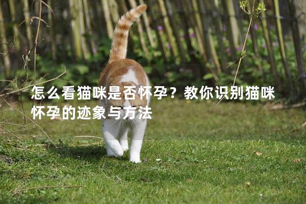 怎么看貓咪是否懷孕？教你識(shí)別貓咪懷孕的跡象與方法