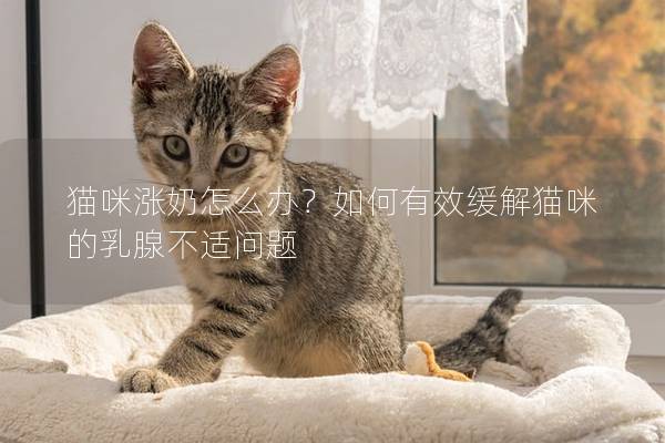 貓咪漲奶怎么辦？如何有效緩解貓咪的乳腺不適問題