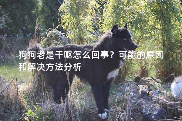 狗狗老是干嘔怎么回事？可能的原因和解決方法分析
