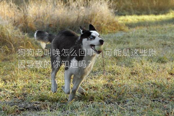 狗狗老叫喚怎么回事，可能是這些原因導致的你知道嗎？