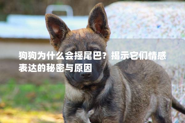狗狗為什么會搖尾巴?揭示它們情感表達的秘密與原因 狗狗為什么會搖尾巴?揭示它們情感表達的秘密與原因