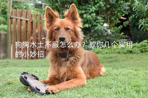 狗狗水土不服怎么辦？教你幾個實用的小妙招
