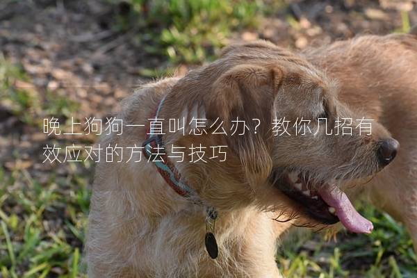 晚上狗狗一直叫怎么辦？教你幾招有效應(yīng)對(duì)的方法與技巧
