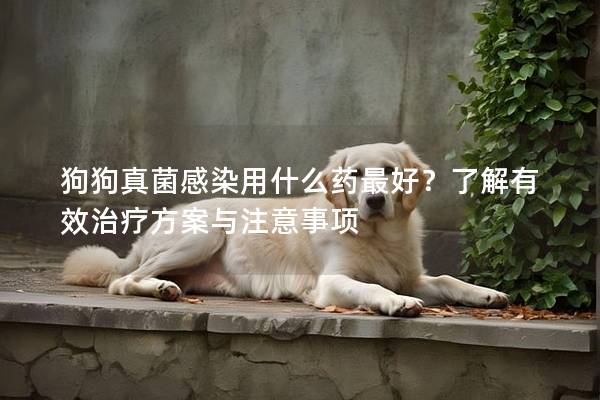 狗狗真菌感染用什么藥最好?了解有效治療方案與注意事項