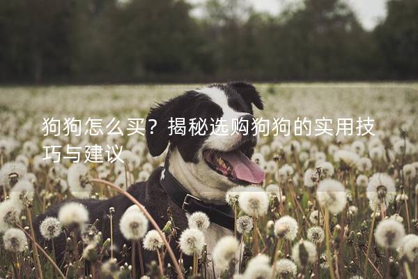 狗狗怎么買？揭秘選購狗狗的實用技巧與建議