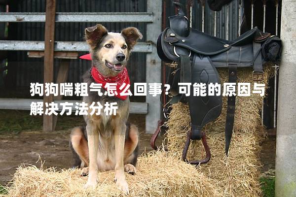 狗狗喘粗氣怎么回事？可能的原因與解決方法分析